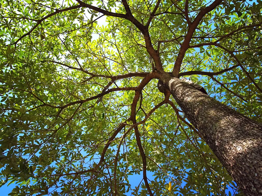 Looking straight up through a green tree canopy to blue sky