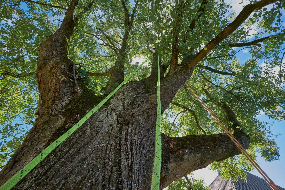 Rigging straps running up into a large tree canopy during a removal