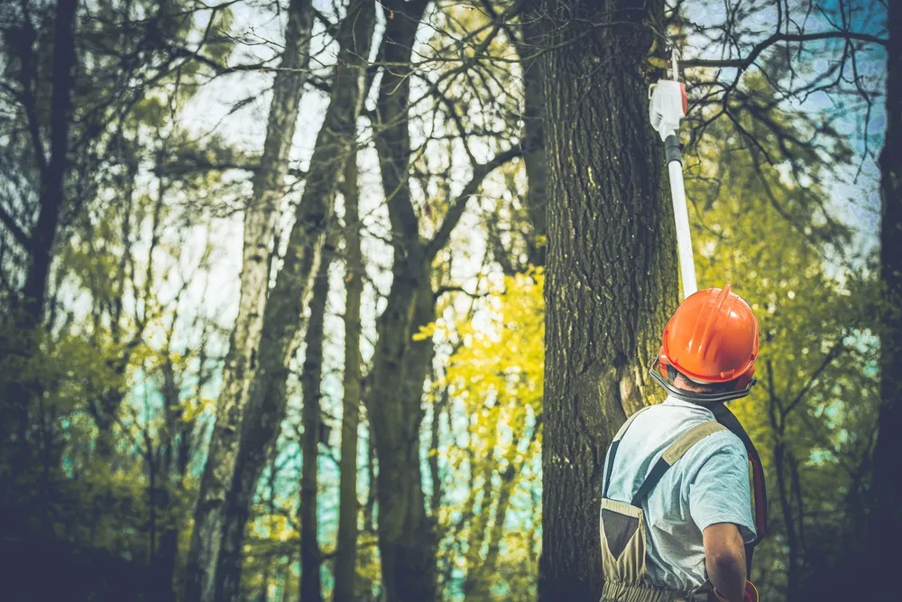 Arborist using a pole saw to reach high into a tree canopy in a forest setting