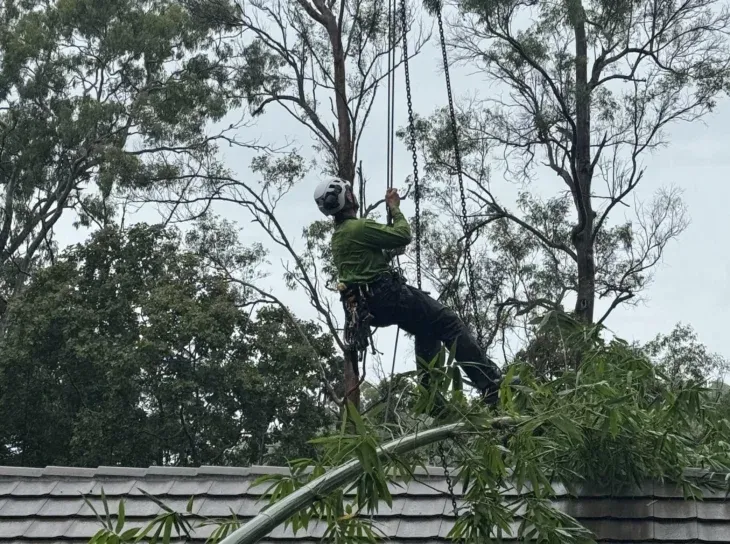 Gold Coast arborists lowering cut tree branches safely with ropes