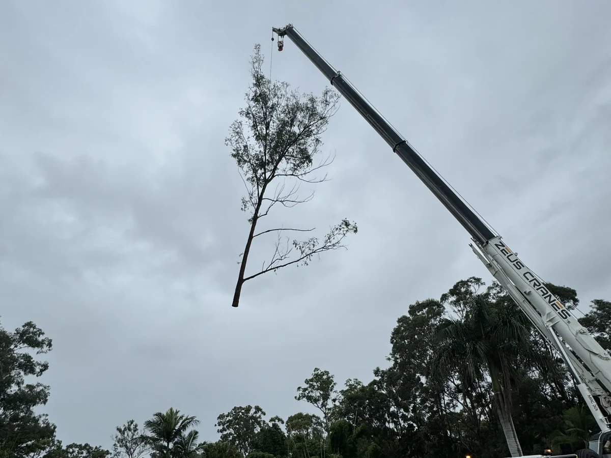 Crane lifting a whole tree clear of a house roofline during a tree removal